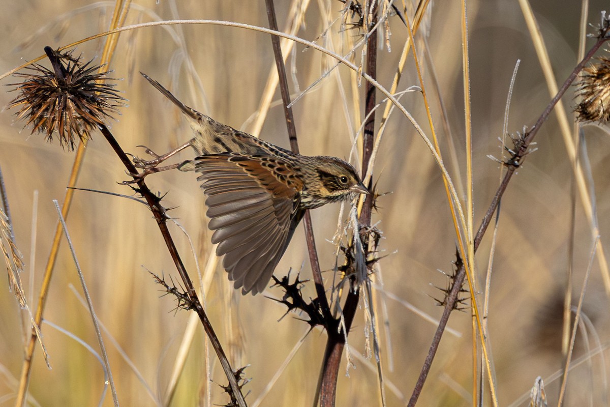 Sierra Madre Sparrow - ML646412077
