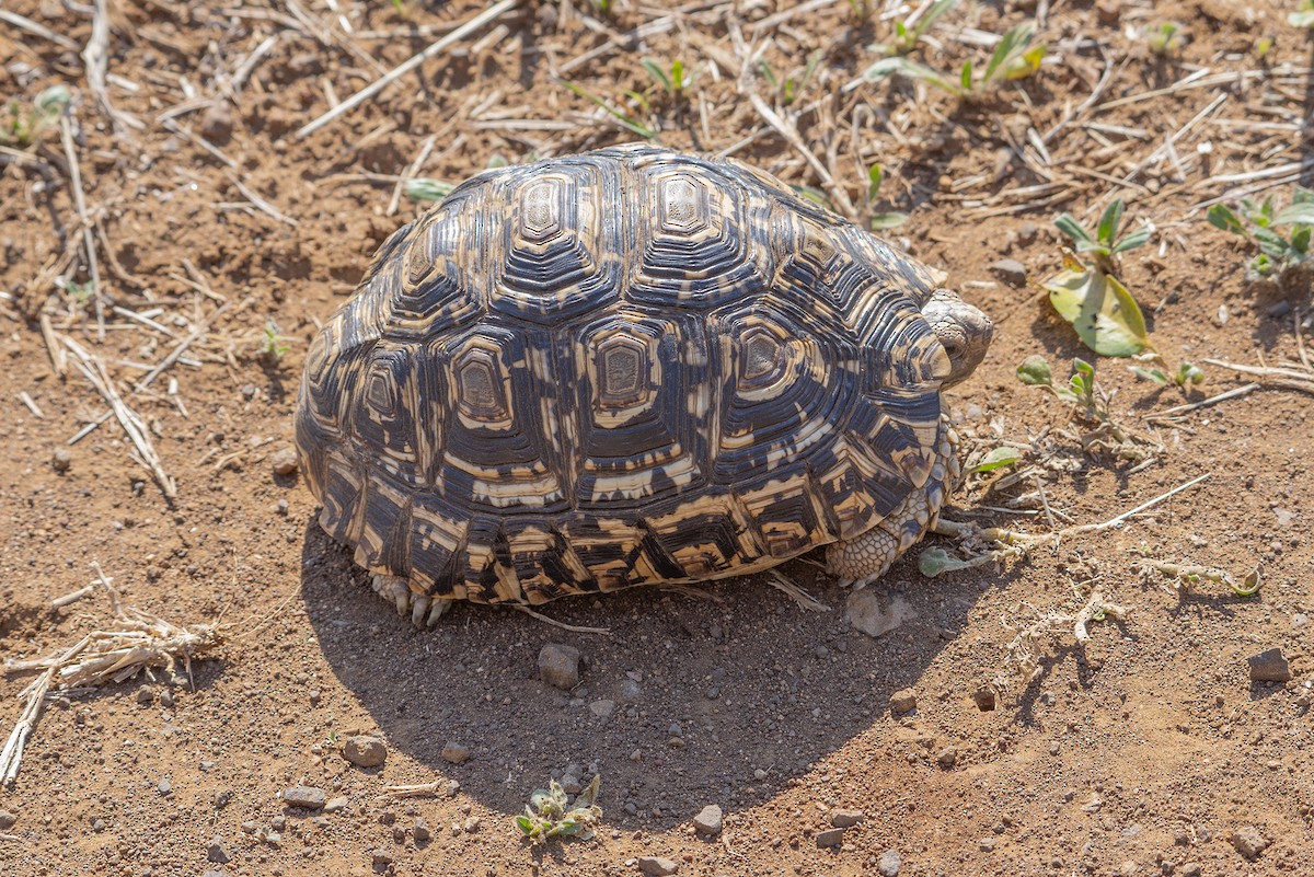 Leopard Tortoise - ML646412078