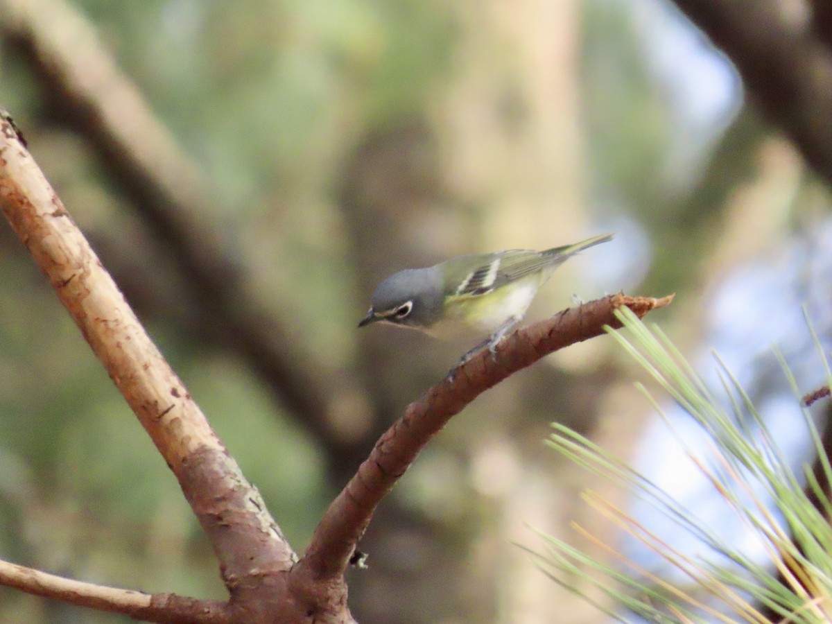 Blue-headed Vireo - ML646412079