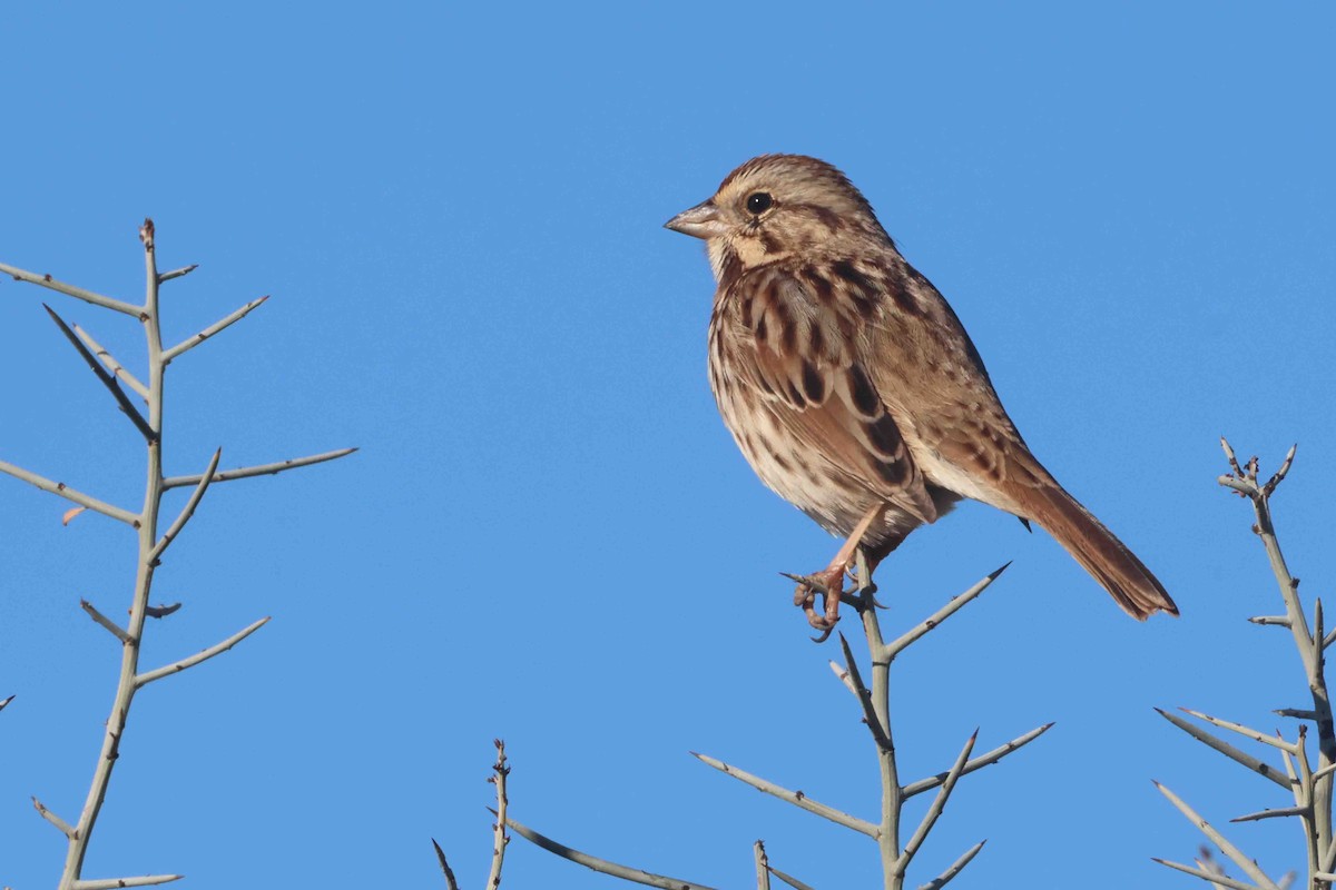 Song Sparrow - ML646412080