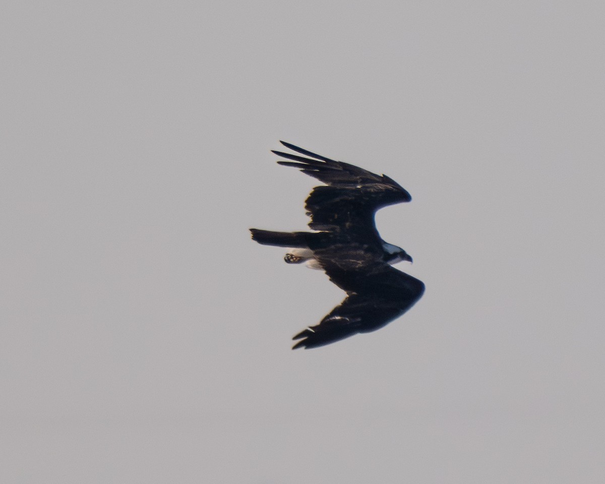 Osprey - ML646412081