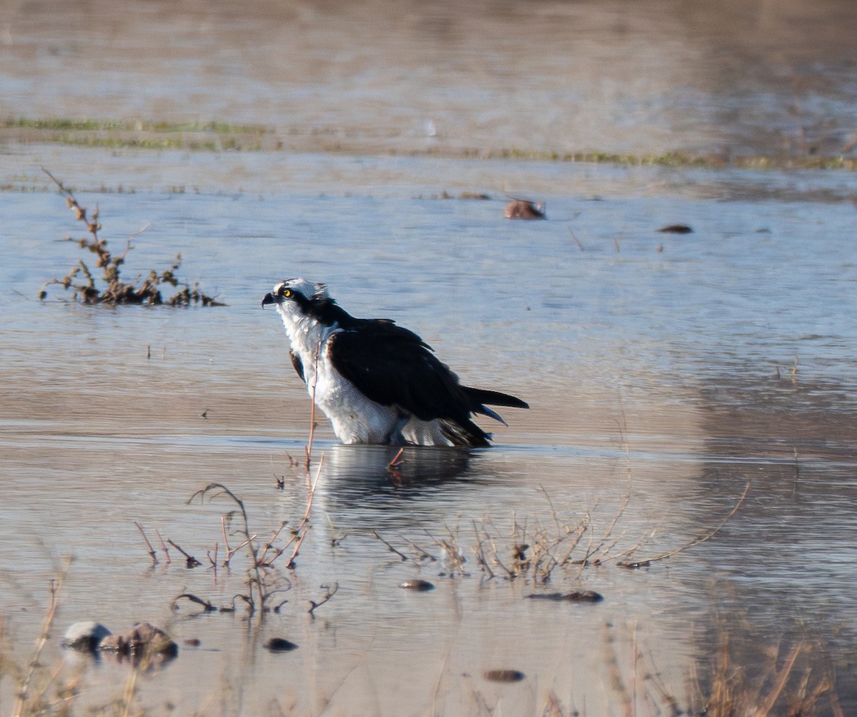 Osprey - ML646412082