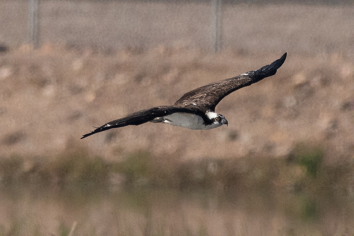 Osprey - ML646412083