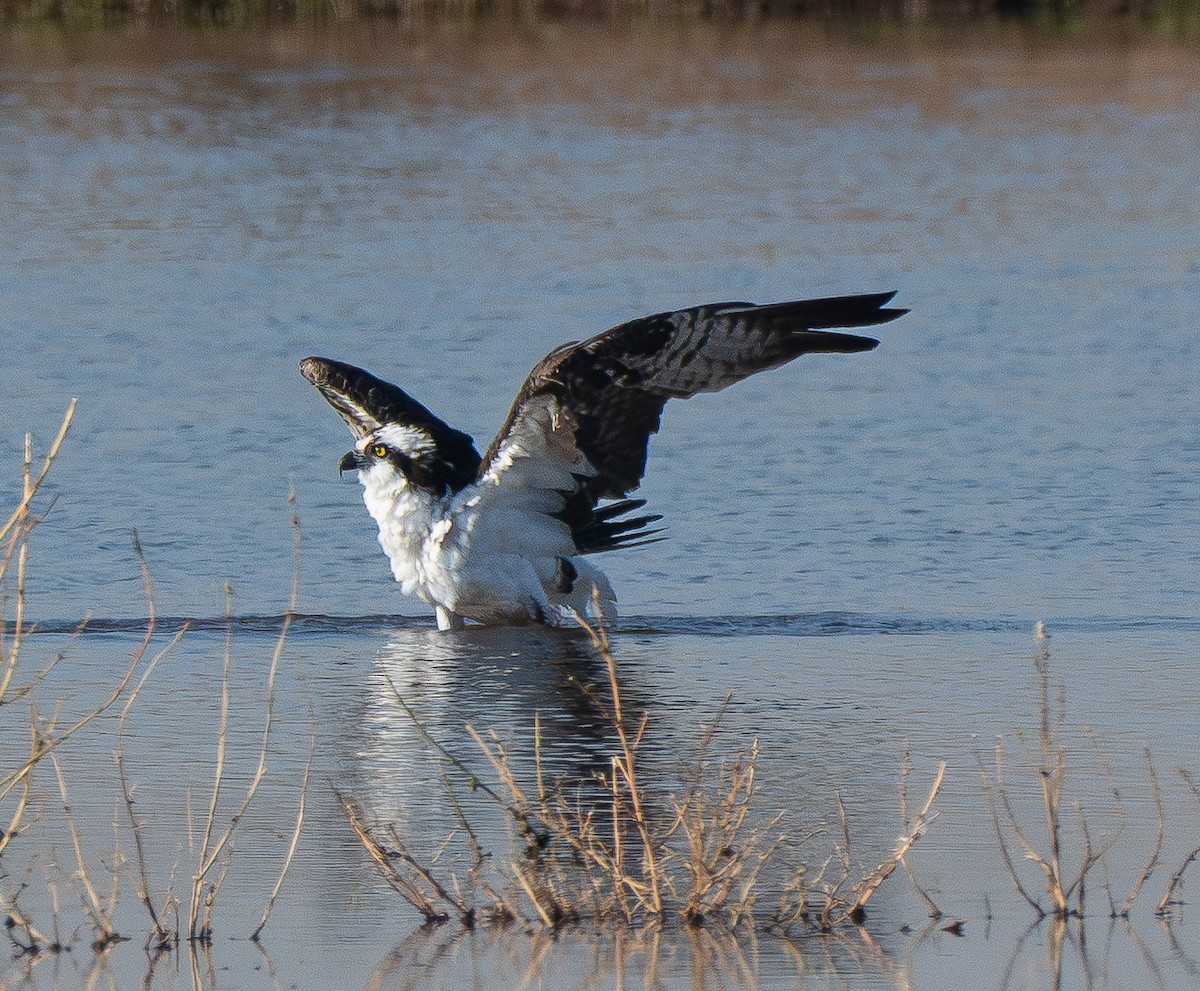 Osprey - ML646412084