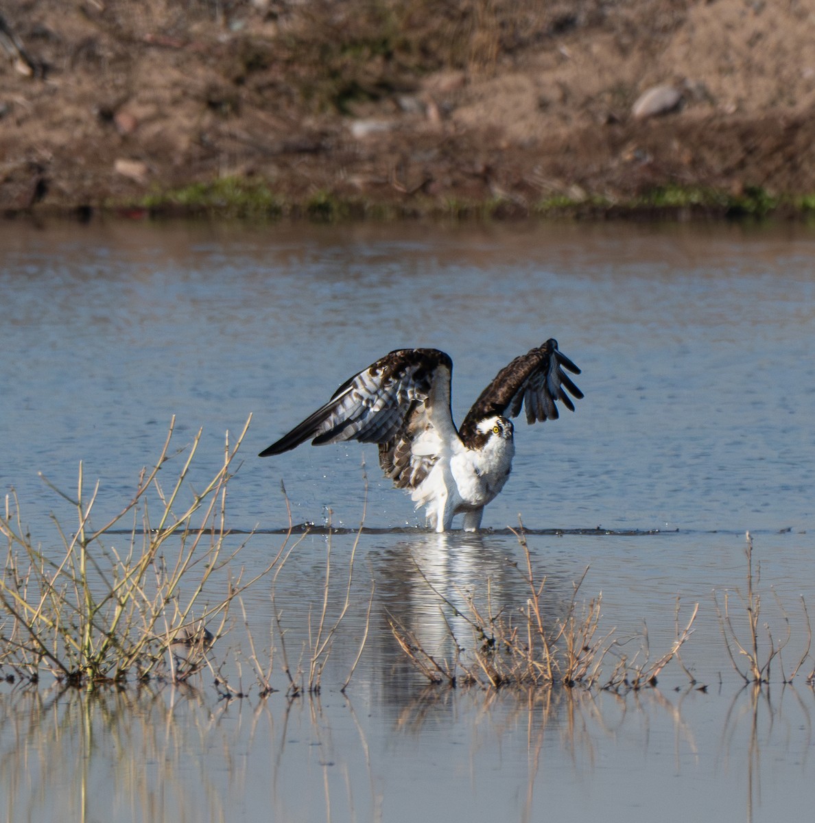 Osprey - ML646412085