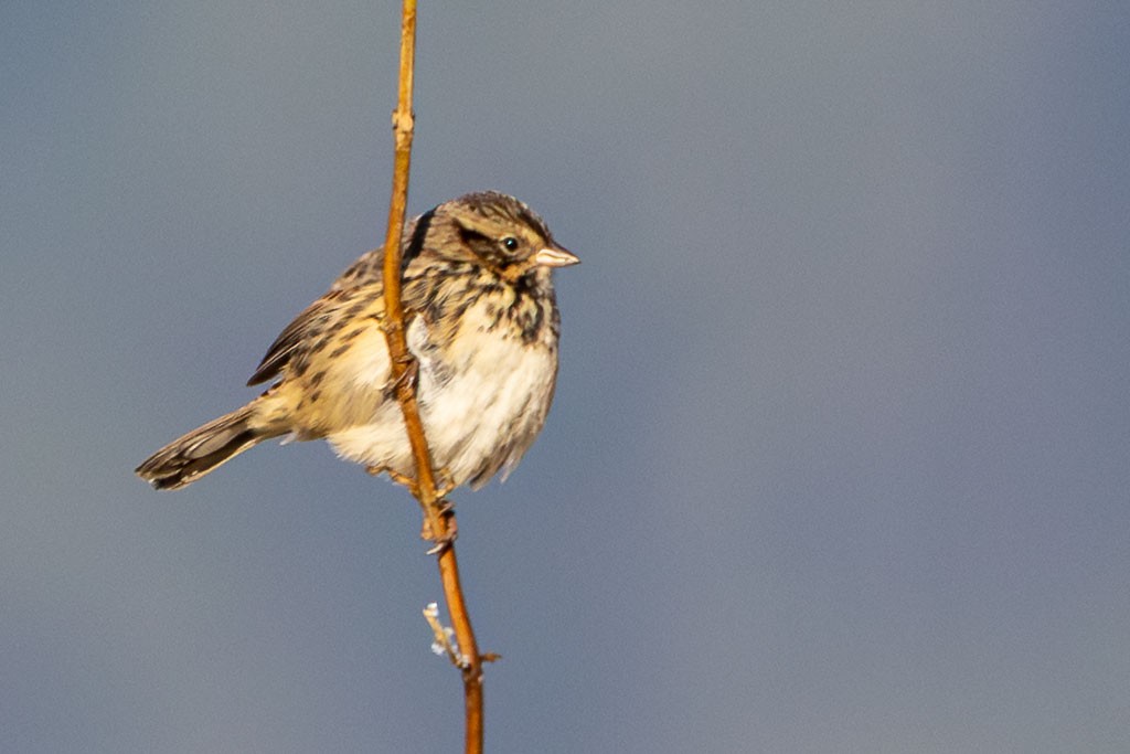 Sierra Madre Sparrow - ML646412087