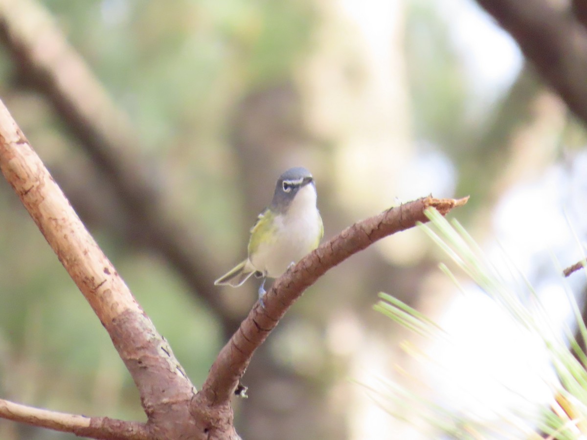 Blue-headed Vireo - ML646412088
