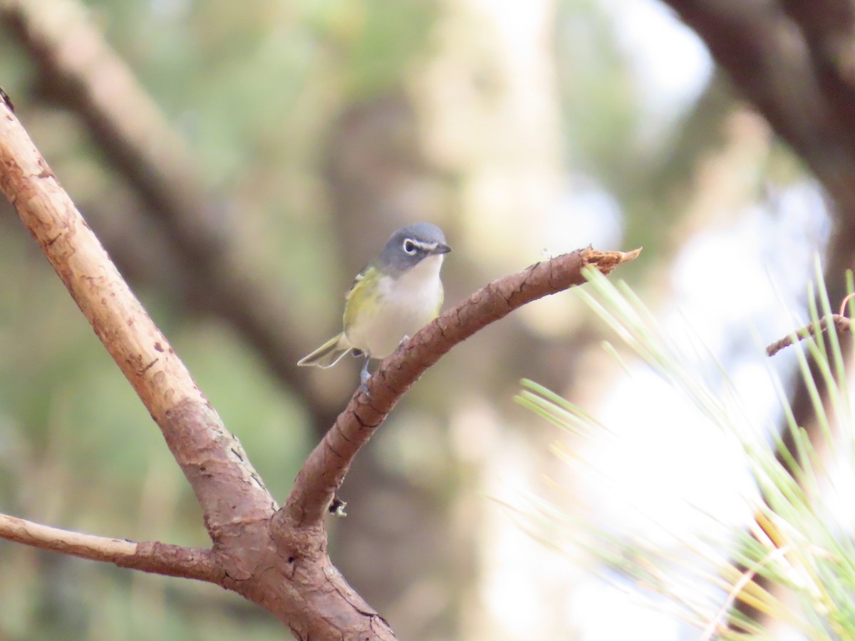 Blue-headed Vireo - ML646412089