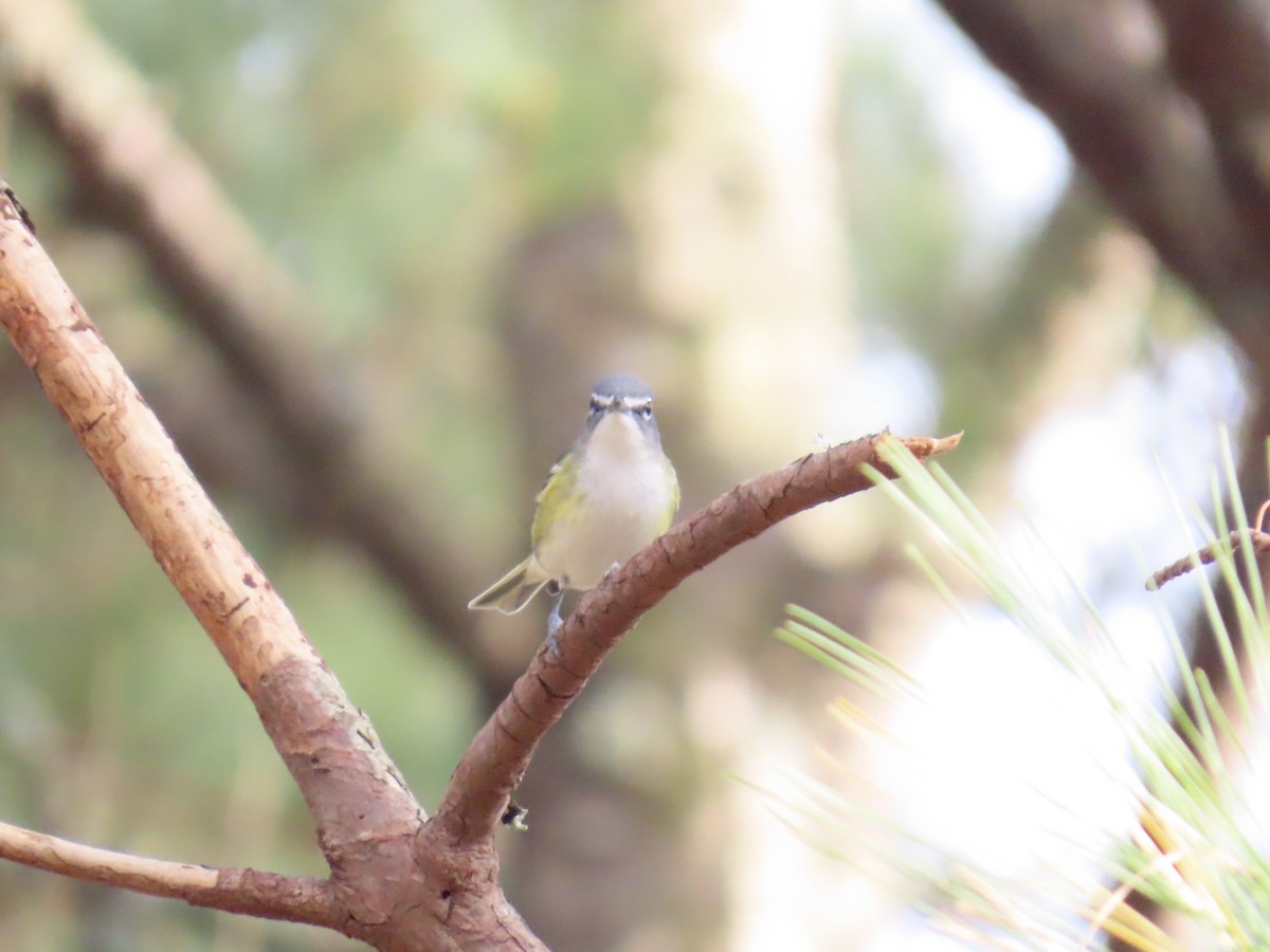 Blue-headed Vireo - ML646412090