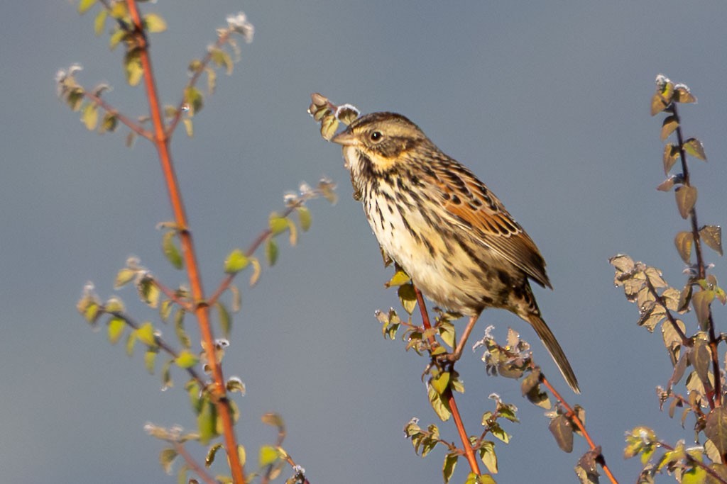 Sierra Madre Sparrow - ML646412092