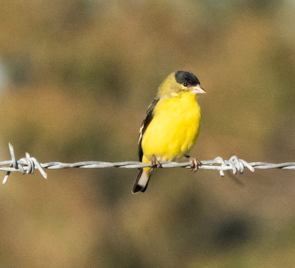 Lesser Goldfinch - ML646412093