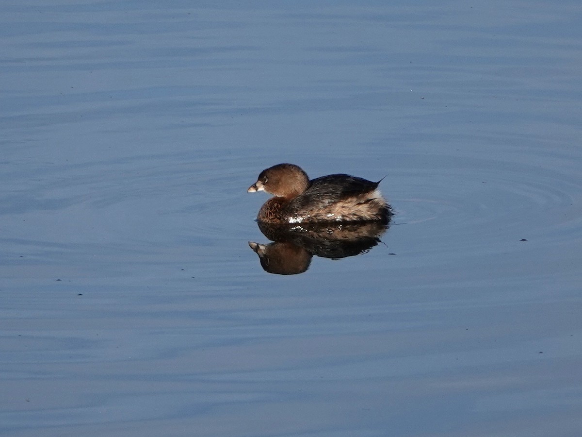 Pied-billed Grebe - ML646412094