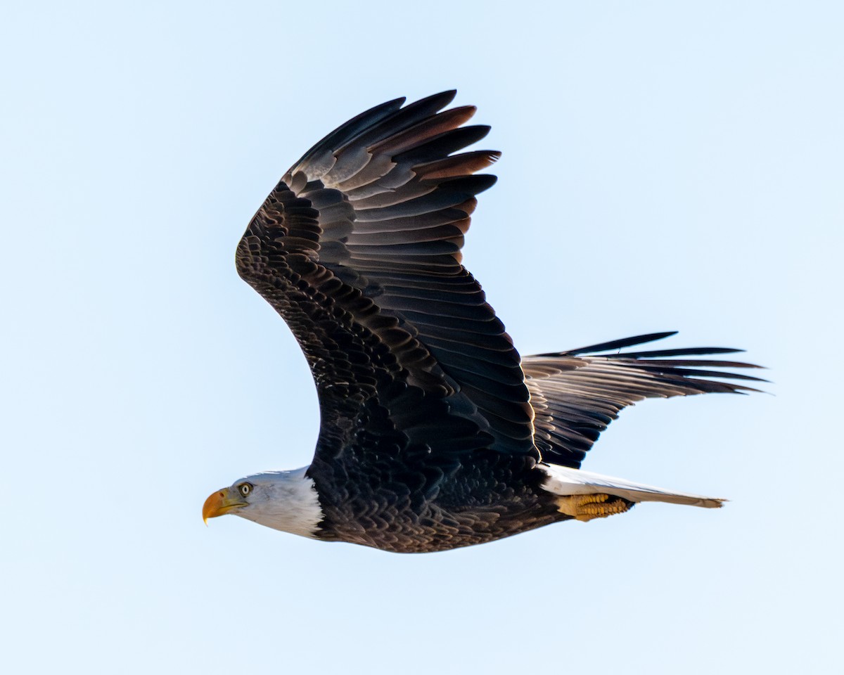 Bald Eagle - ML646412095
