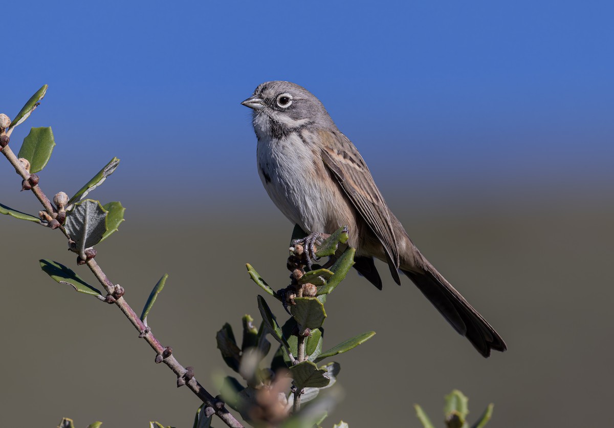 Bell's Sparrow (belli) - ML646412096