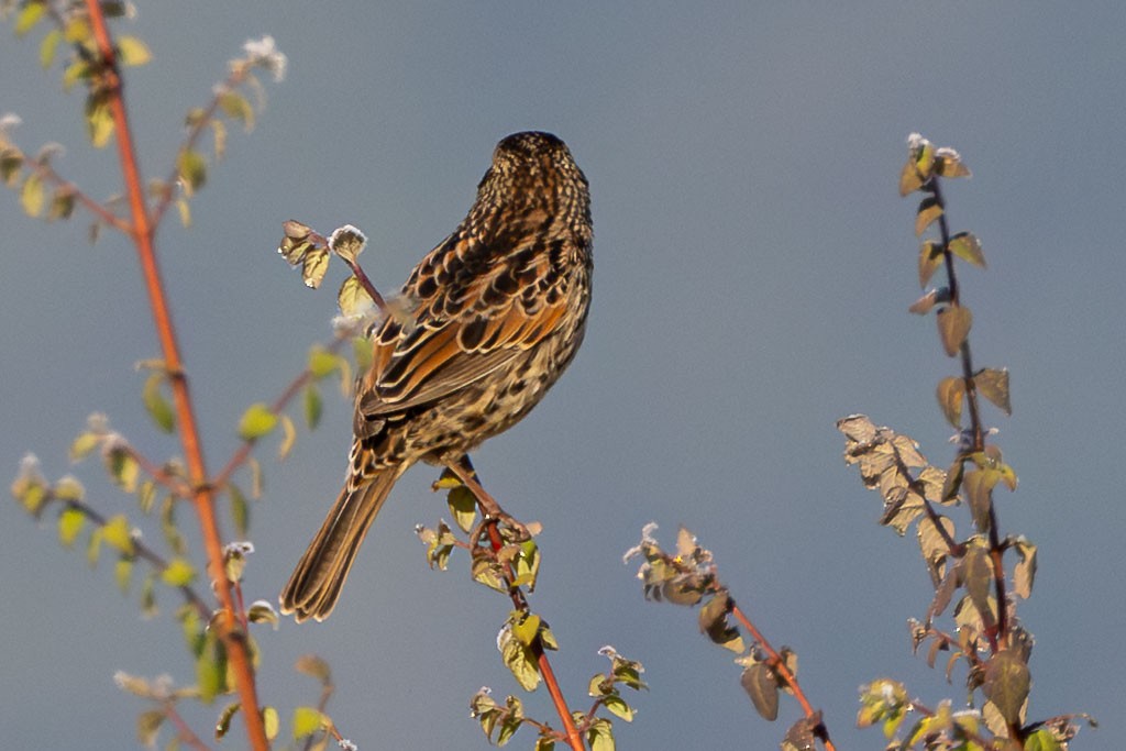 Sierra Madre Sparrow - ML646412098