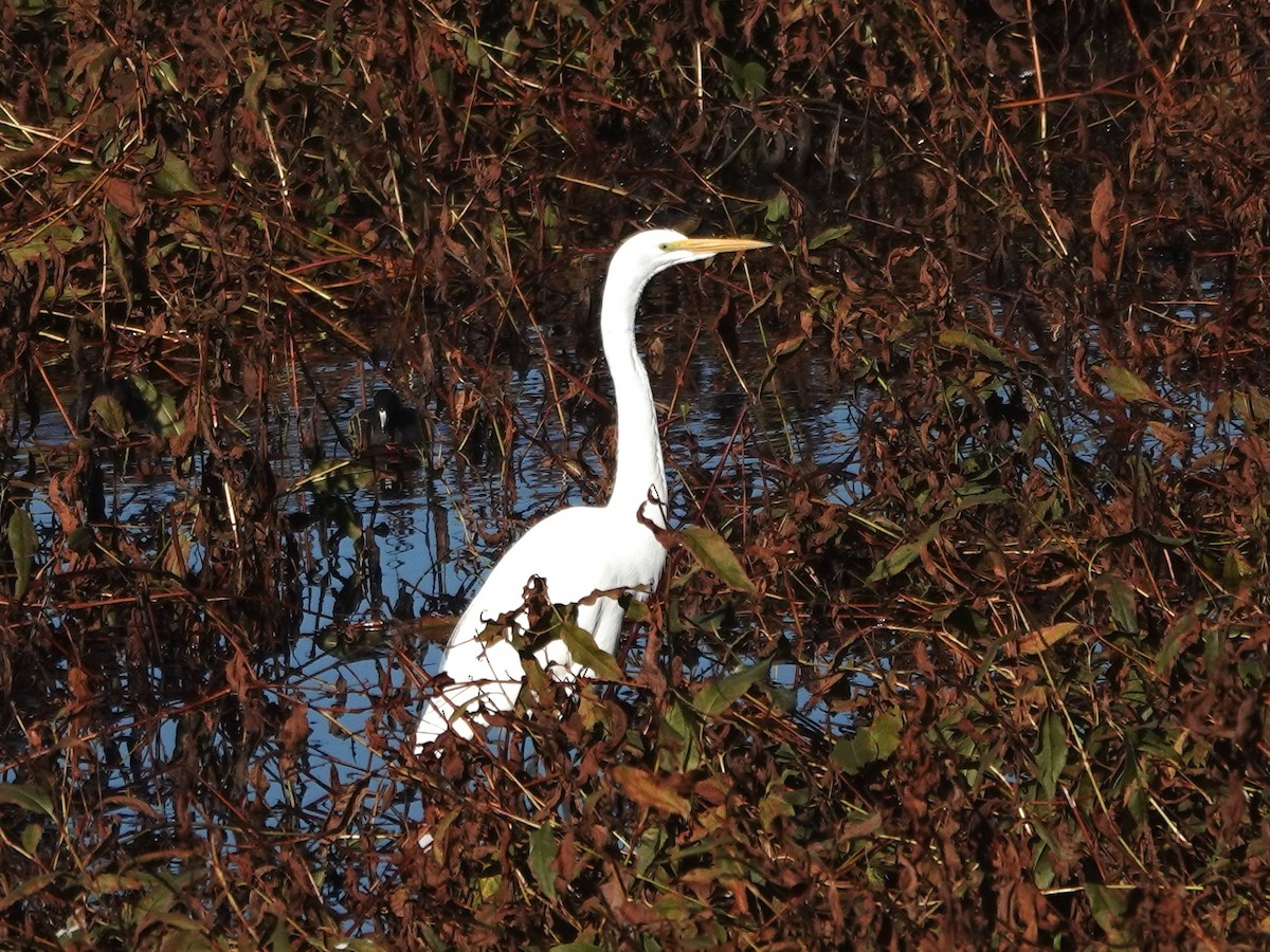 Цасч дэглий - ML646412100