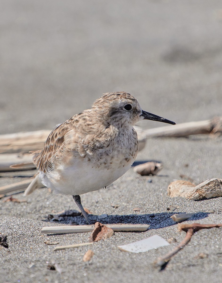 Baird's Sandpiper - ML646412101
