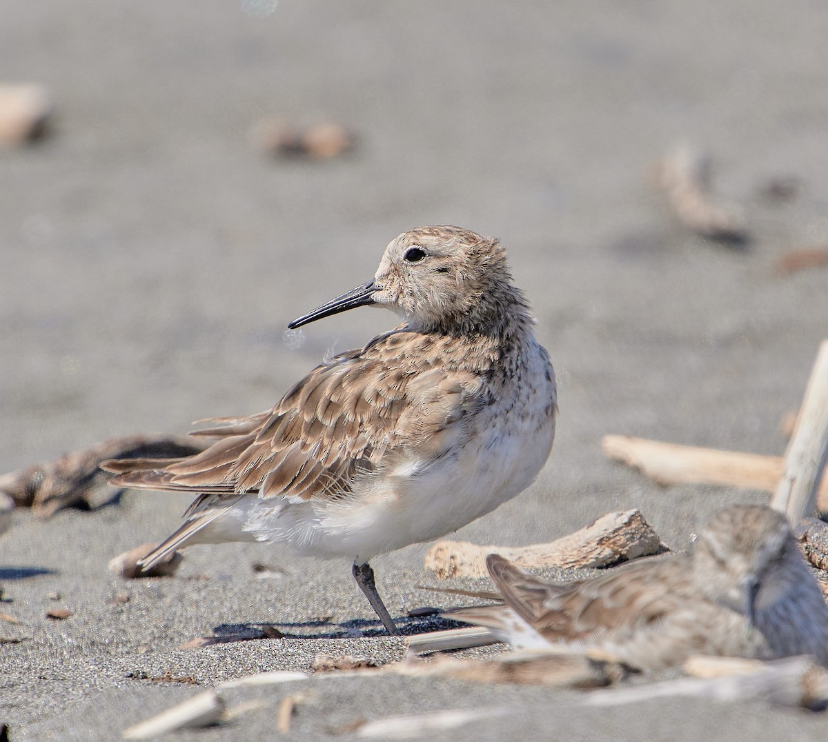 Baird's Sandpiper - ML646412102