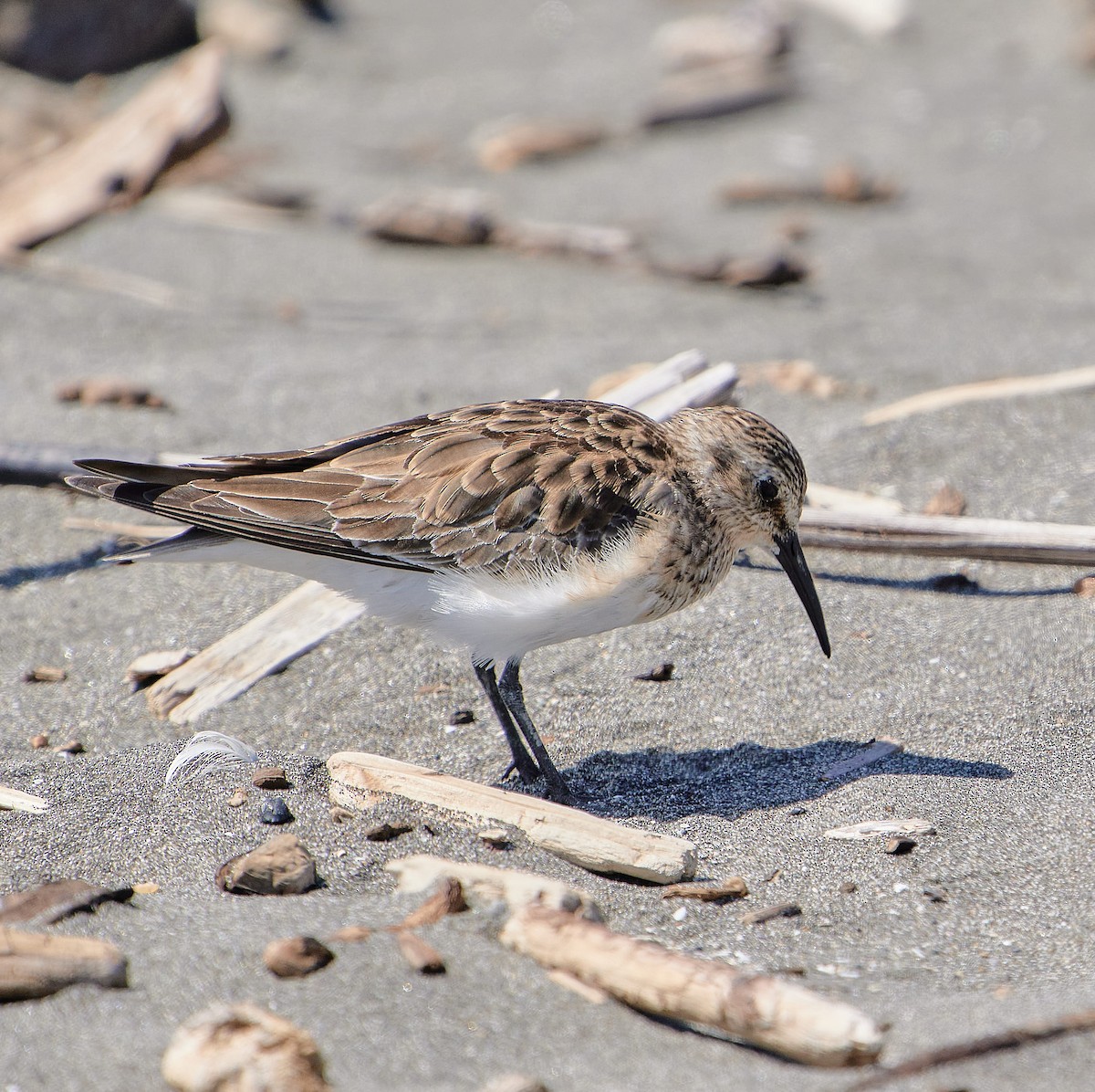 Baird's Sandpiper - ML646412103