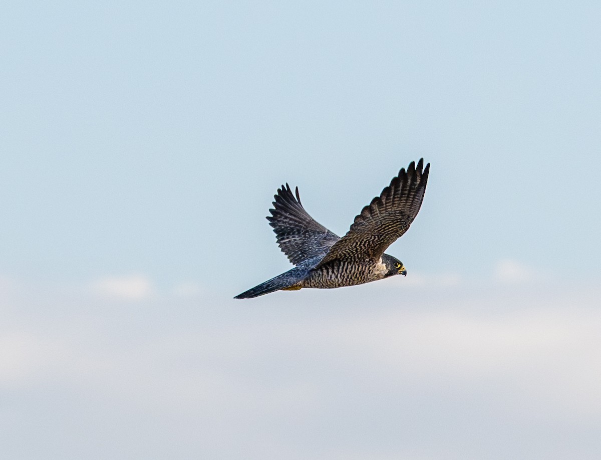 Peregrine Falcon - ML646412104