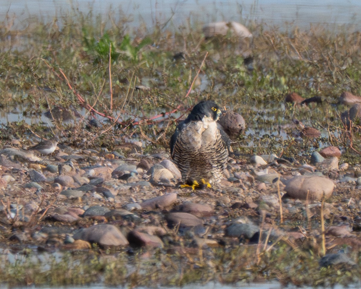 Peregrine Falcon - ML646412105