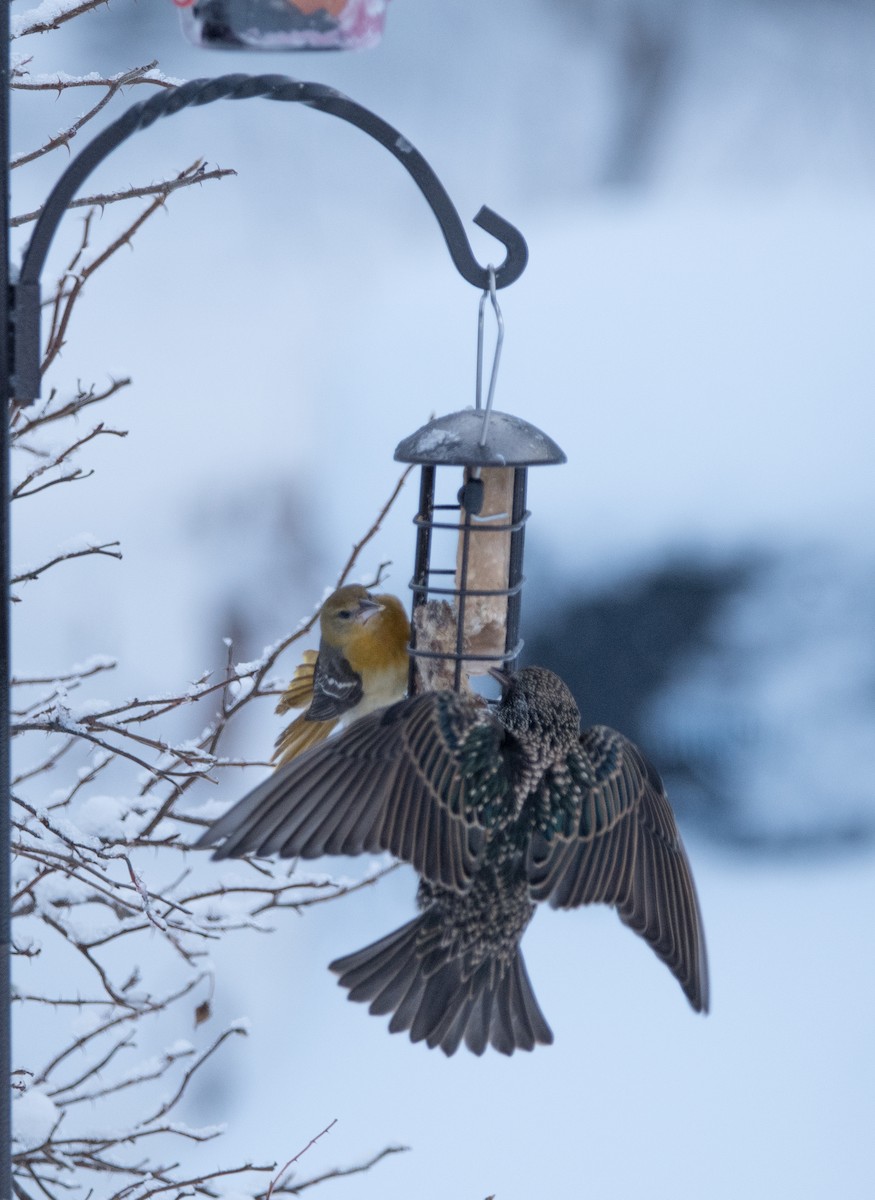 Baltimore Oriole - ML646412106