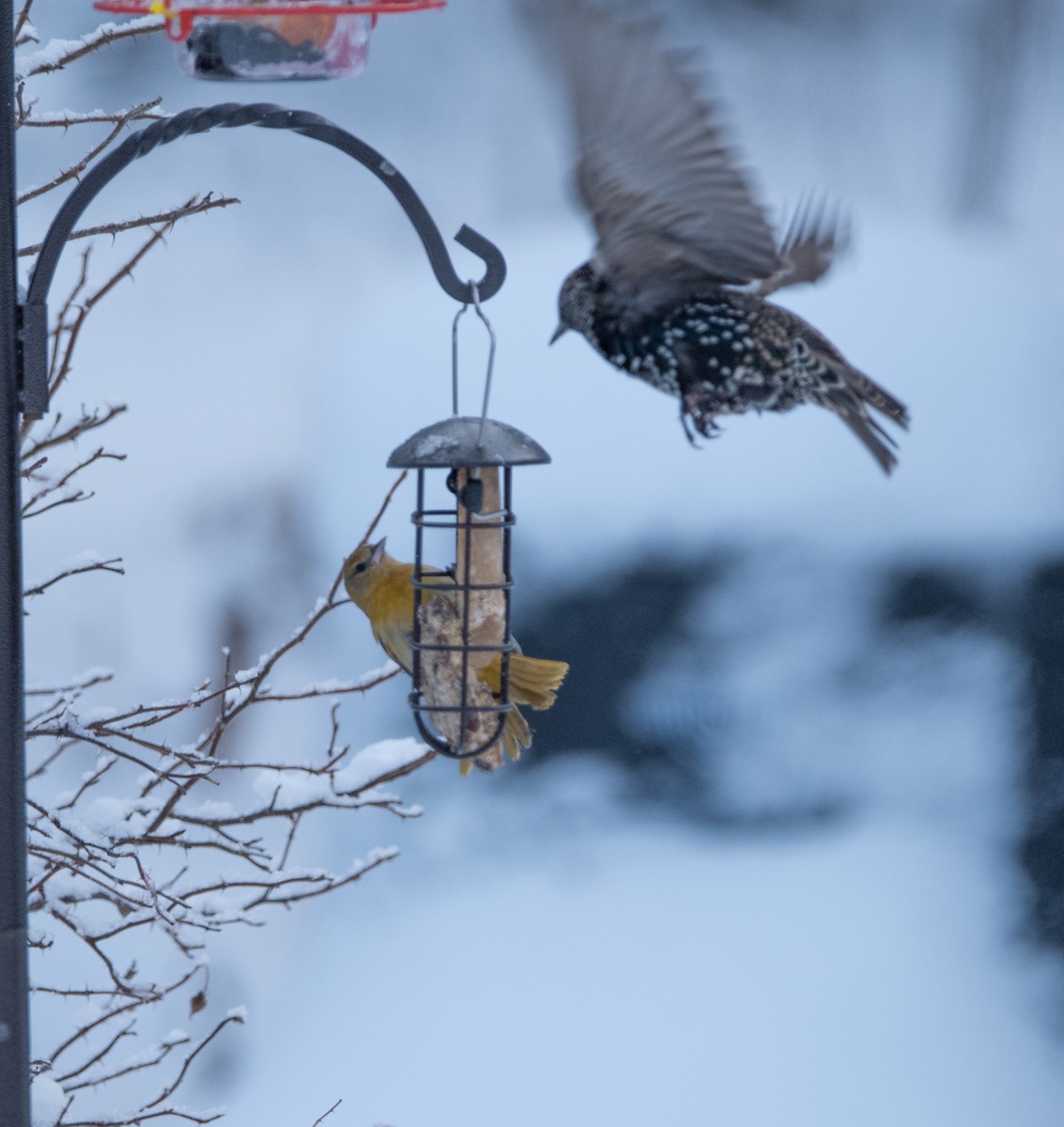 Baltimore Oriole - ML646412107