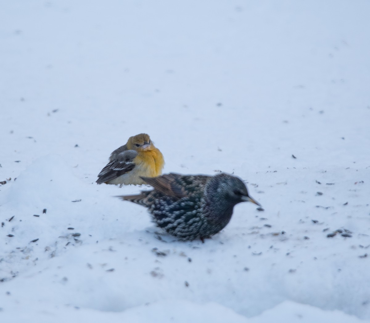 Baltimore Oriole - ML646412108