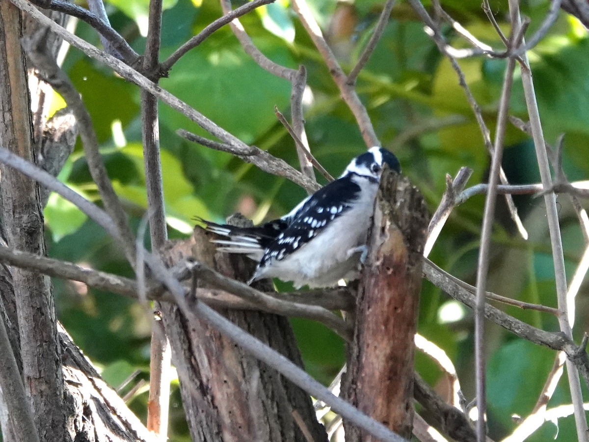 Downy Woodpecker - ML646412110
