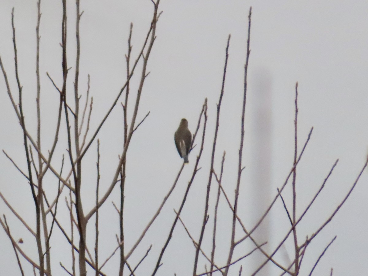 Cedar Waxwing - ML646412111