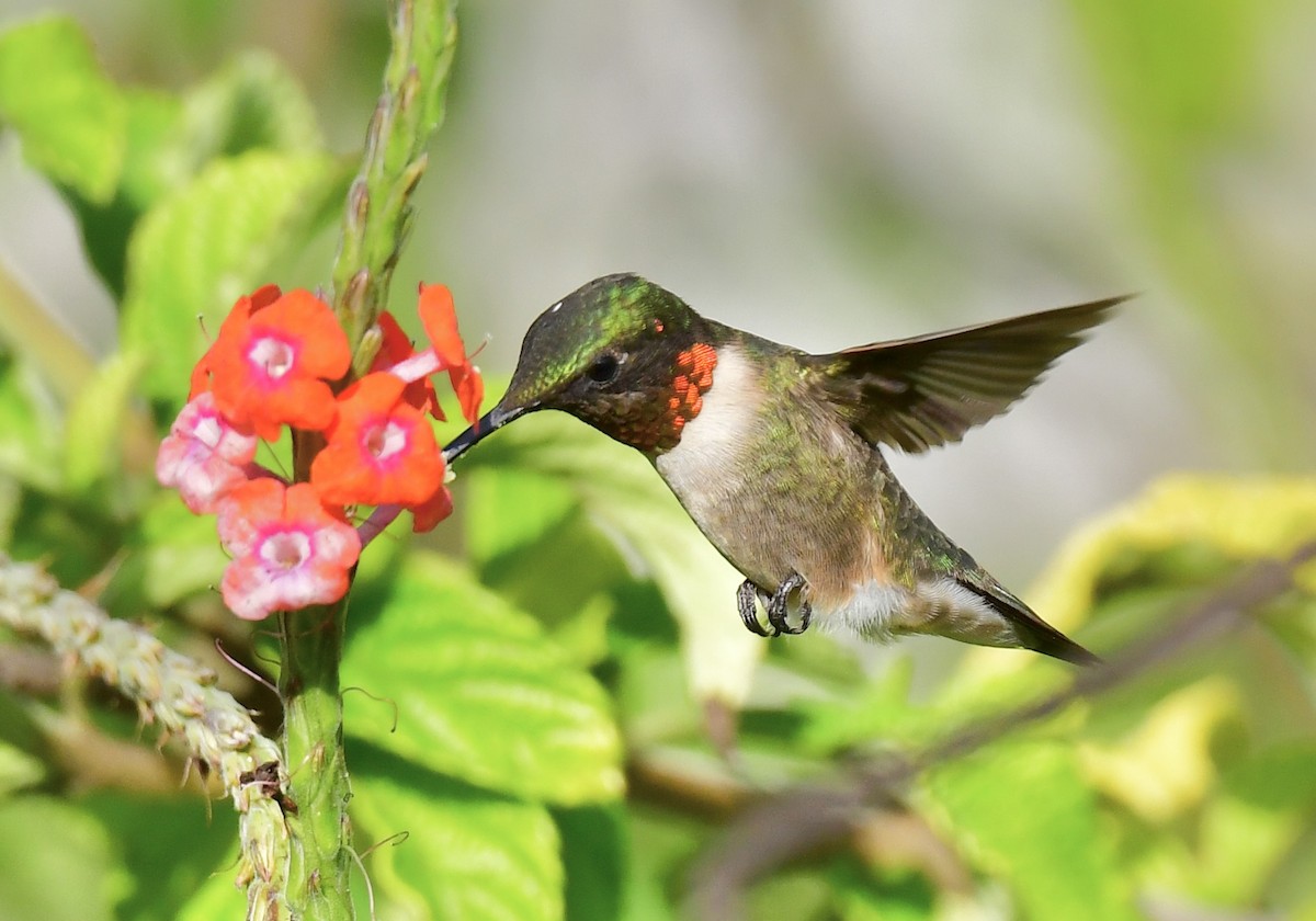 Колібрі рубіновогорлий - ML646412112