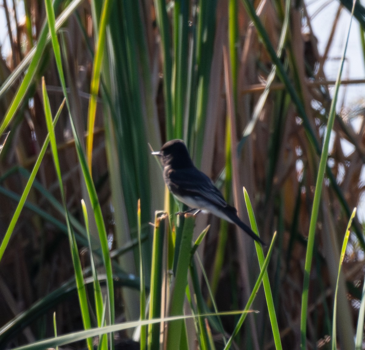 Black Phoebe - ML646412113