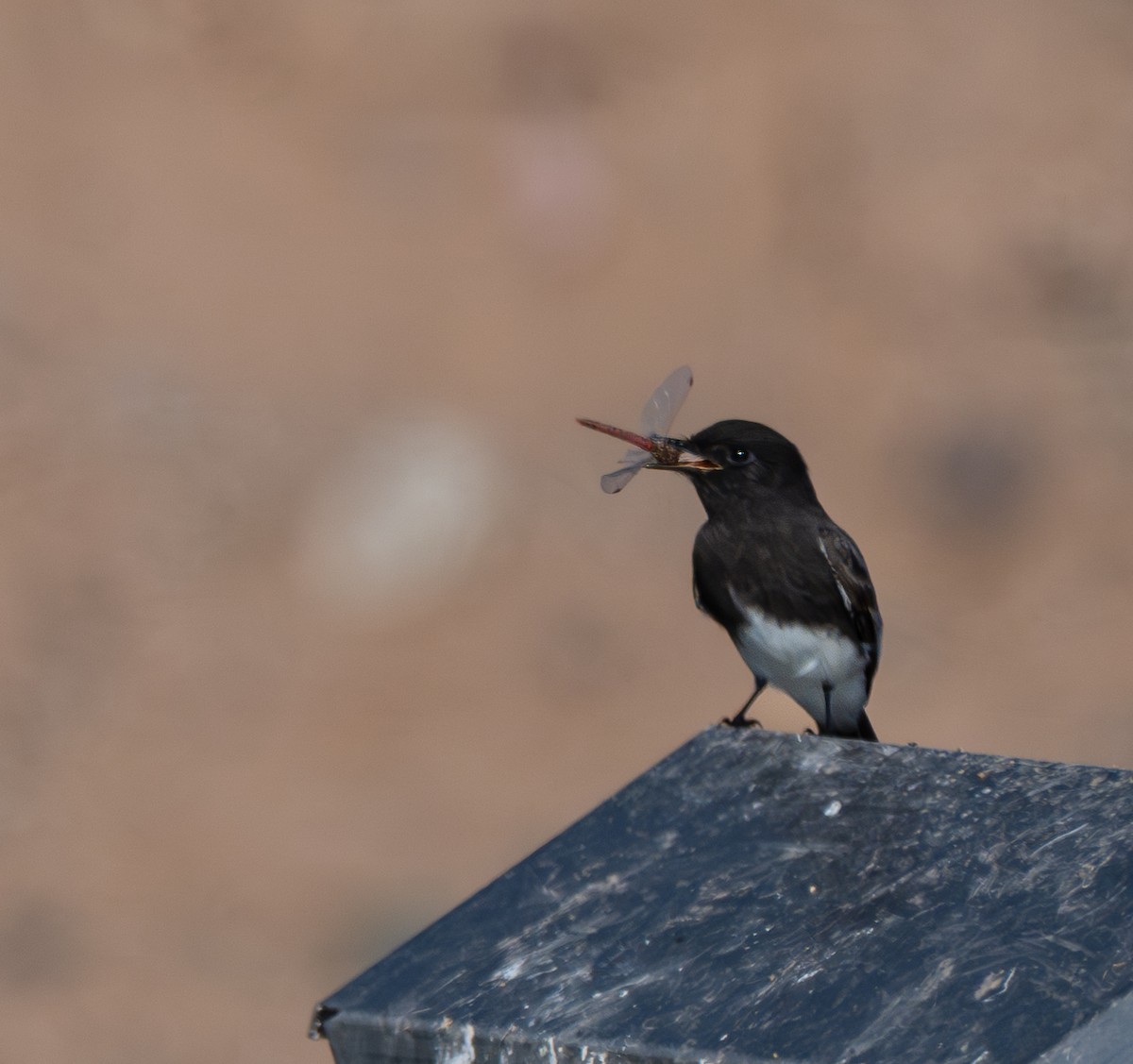 Black Phoebe - ML646412114