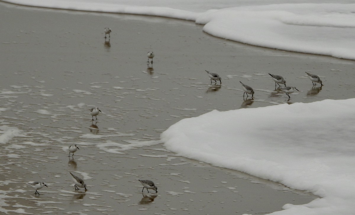 Песчанка - ML646412116