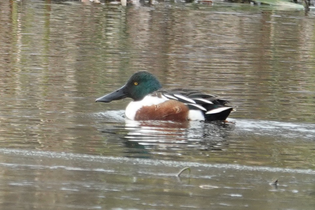 Northern Shoveler - ML646412117