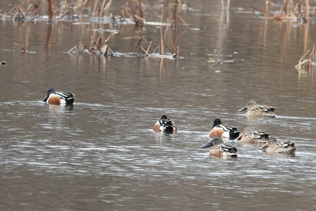 Northern Shoveler - ML646412118