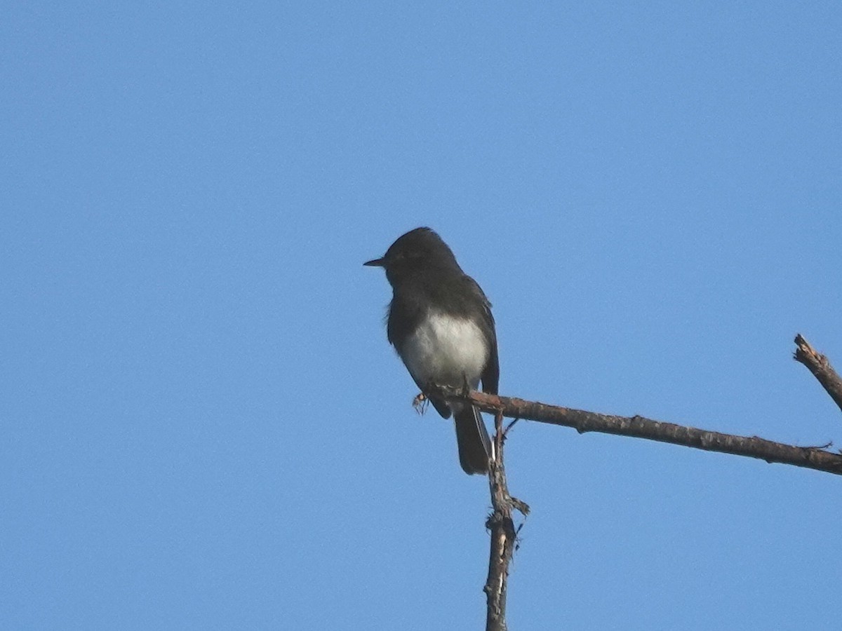 Black Phoebe - ML646412119