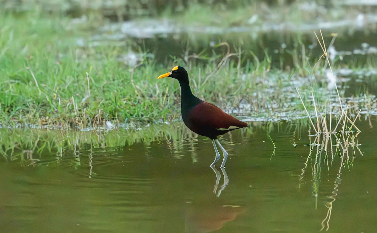 Northern Jacana - ML646412122