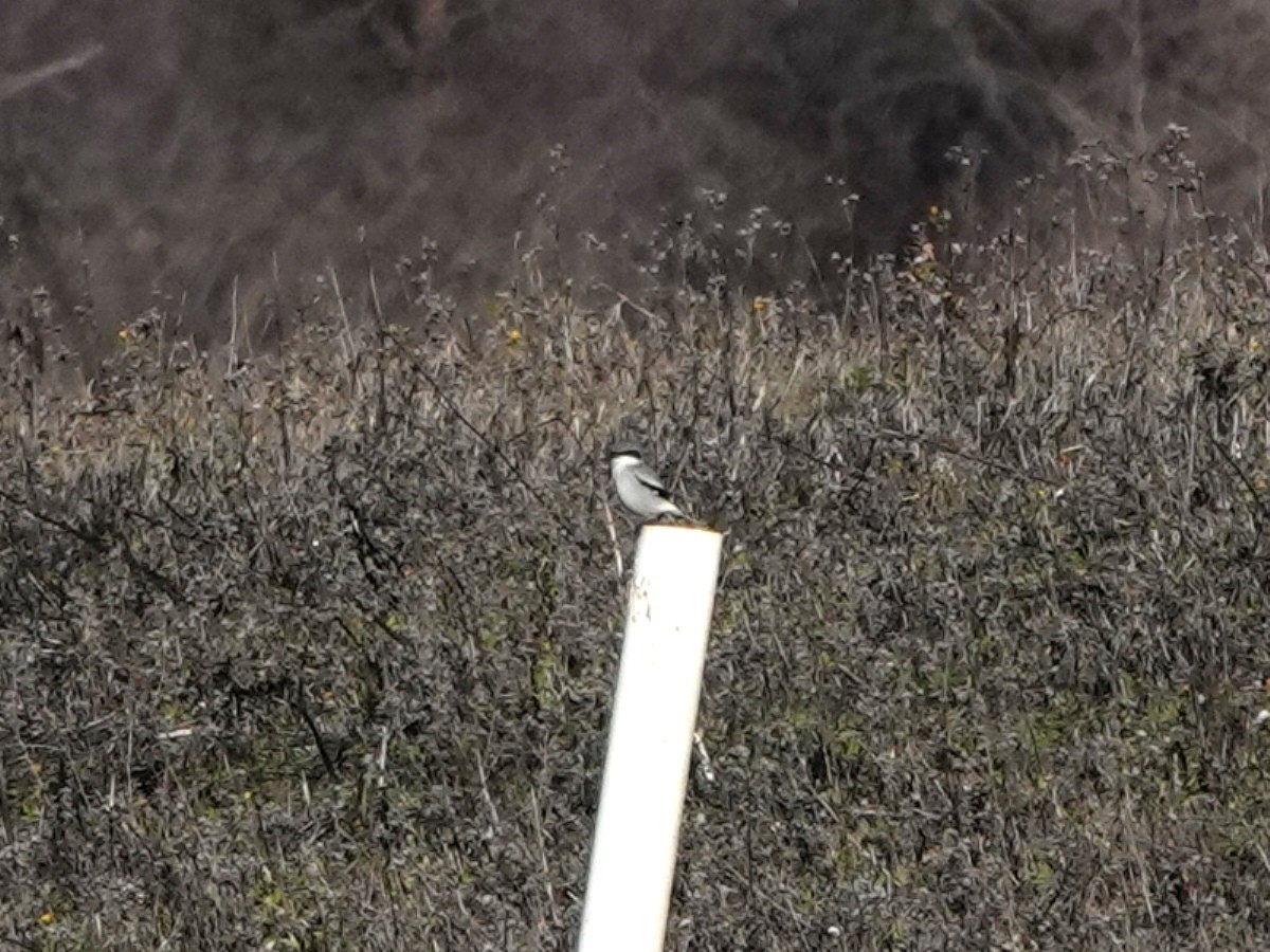Loggerhead Shrike - ML646412123