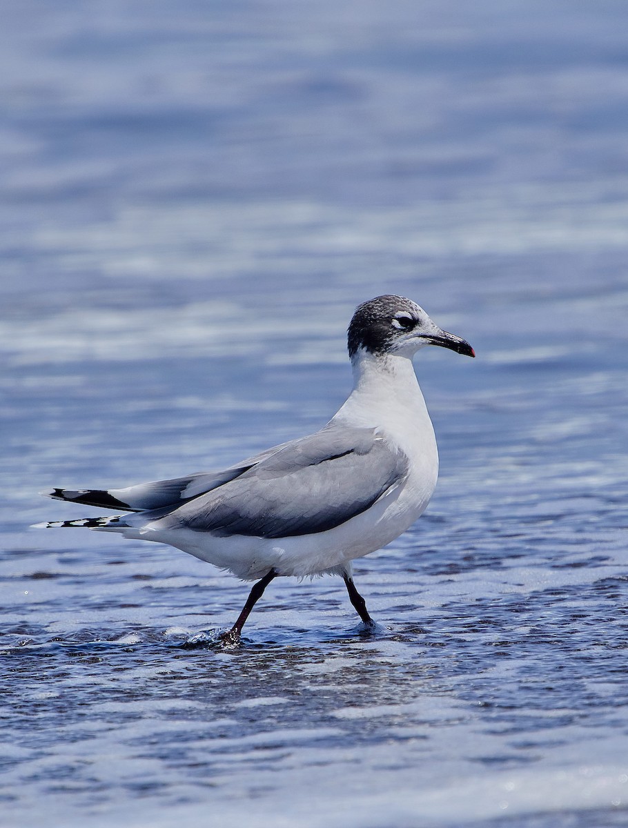Franklin's Gull - ML646412124