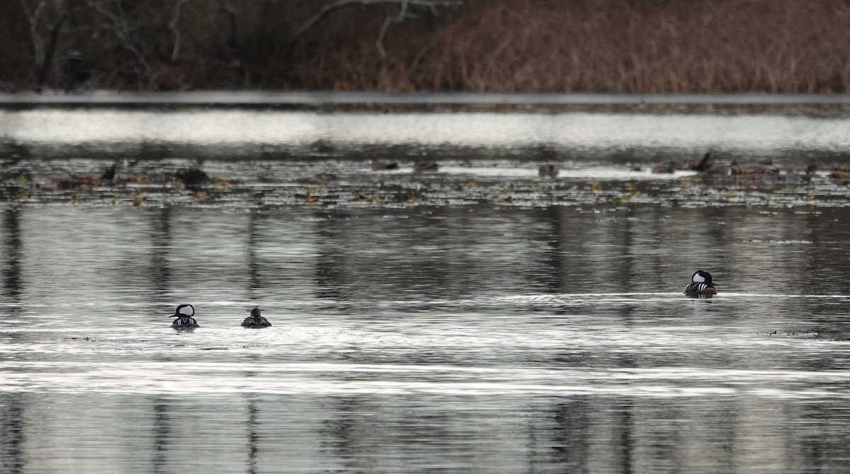 Hooded Merganser - ML646412126