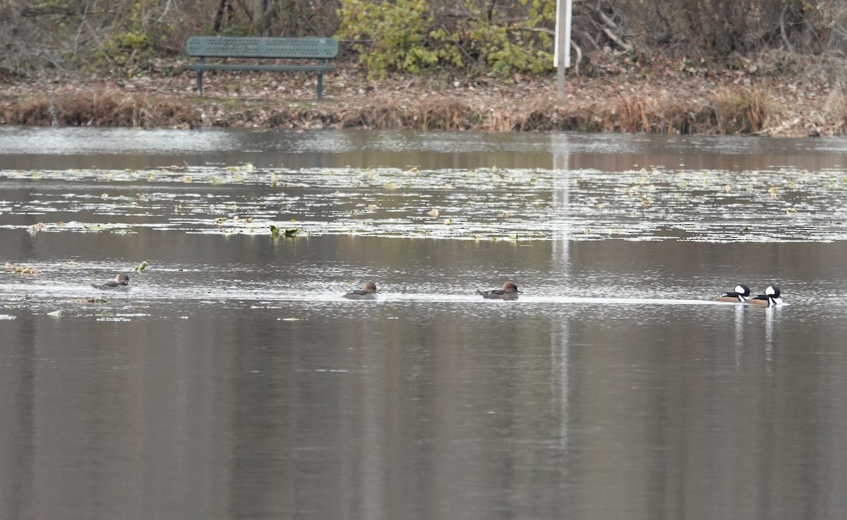 Hooded Merganser - ML646412127