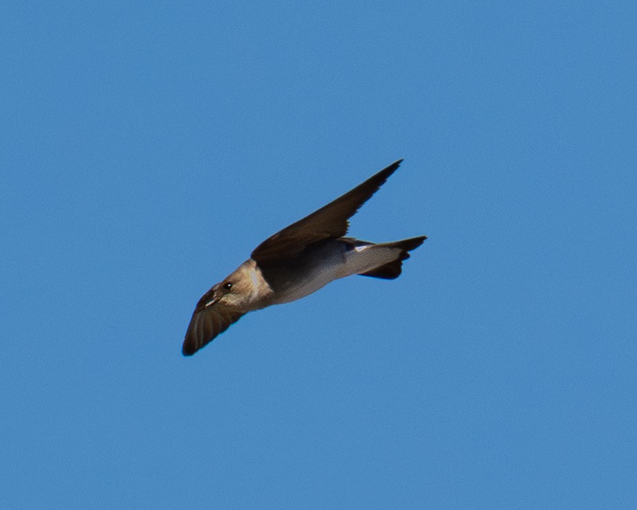 Northern Rough-winged Swallow - ML646412128