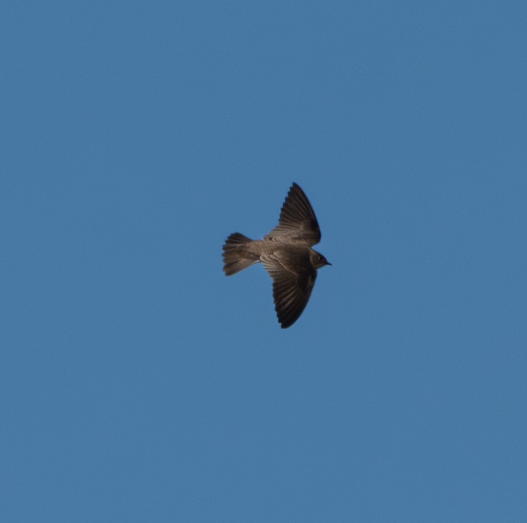 Northern Rough-winged Swallow - ML646412129