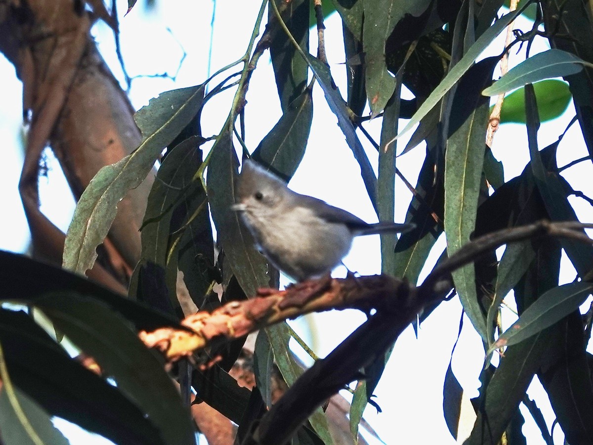 Oak Titmouse - ML646412132