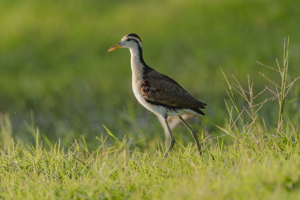 Northern Jacana - ML646412133