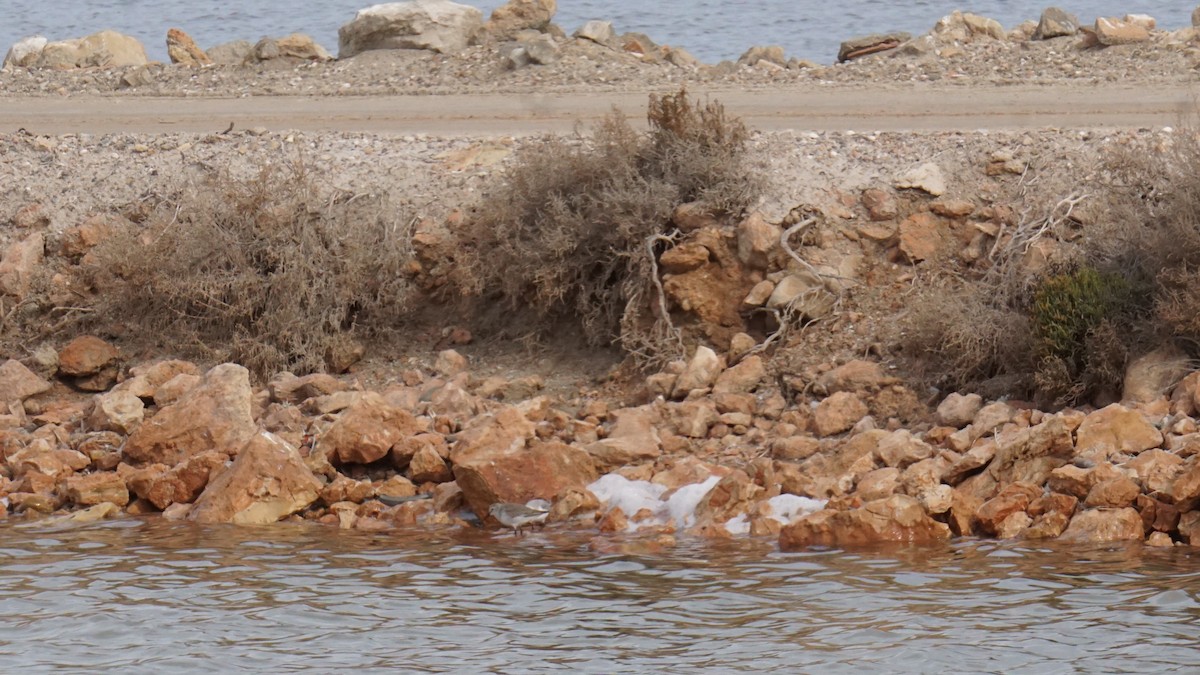 Сивка морська - ML646412134