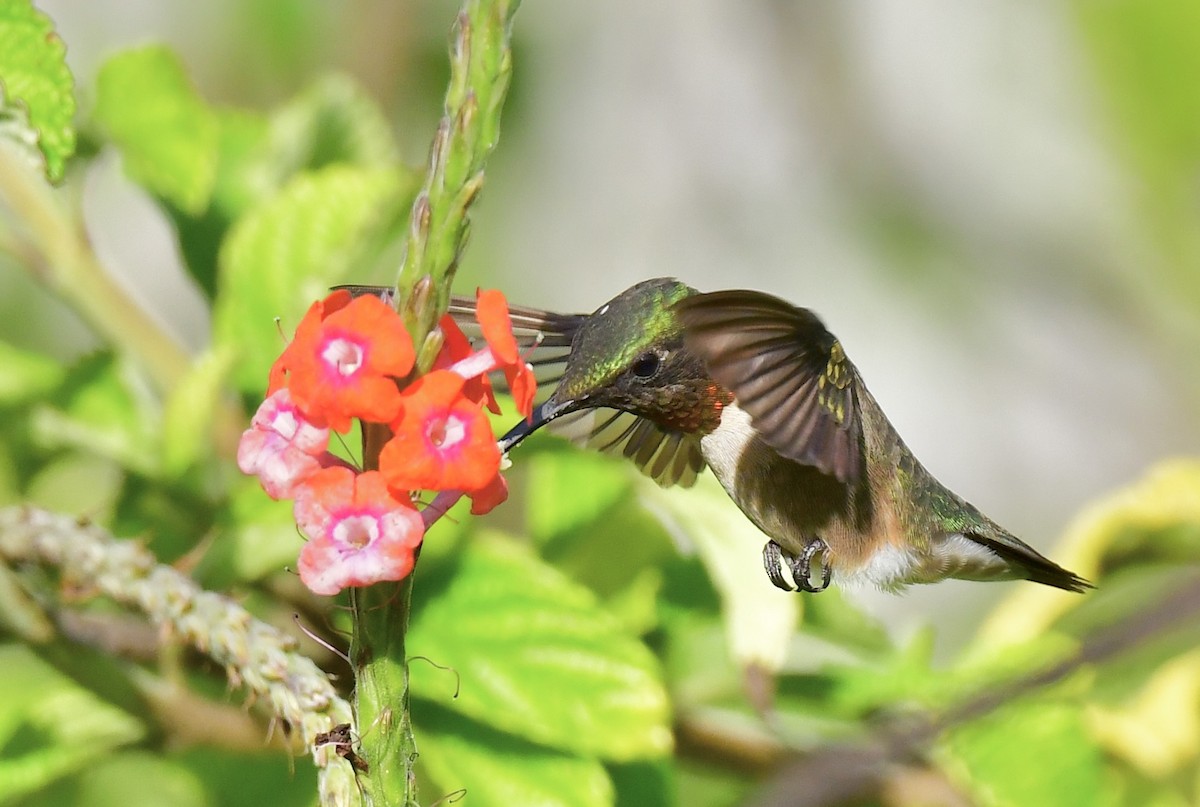 Колібрі рубіновогорлий - ML646412135