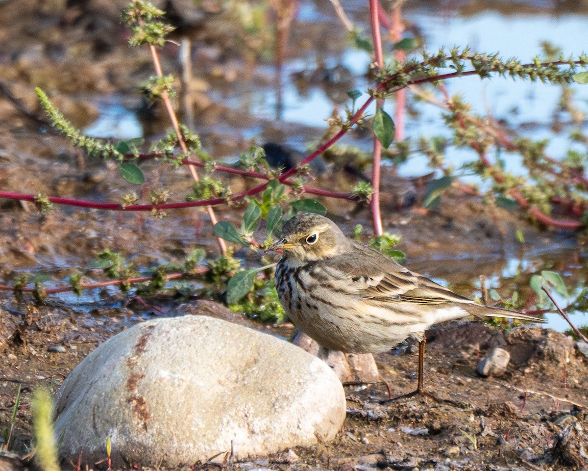 American Pipit - ML646412136