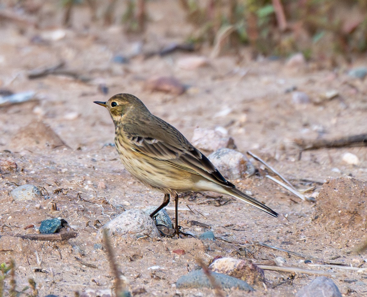 American Pipit - ML646412137
